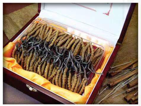 畅好乡冬虫夏草回收